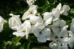  ‘维纳斯’四照花Cornus ‘Venus’