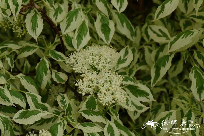 '银边'互叶梾木Cornus alternifolia 'Argentea'