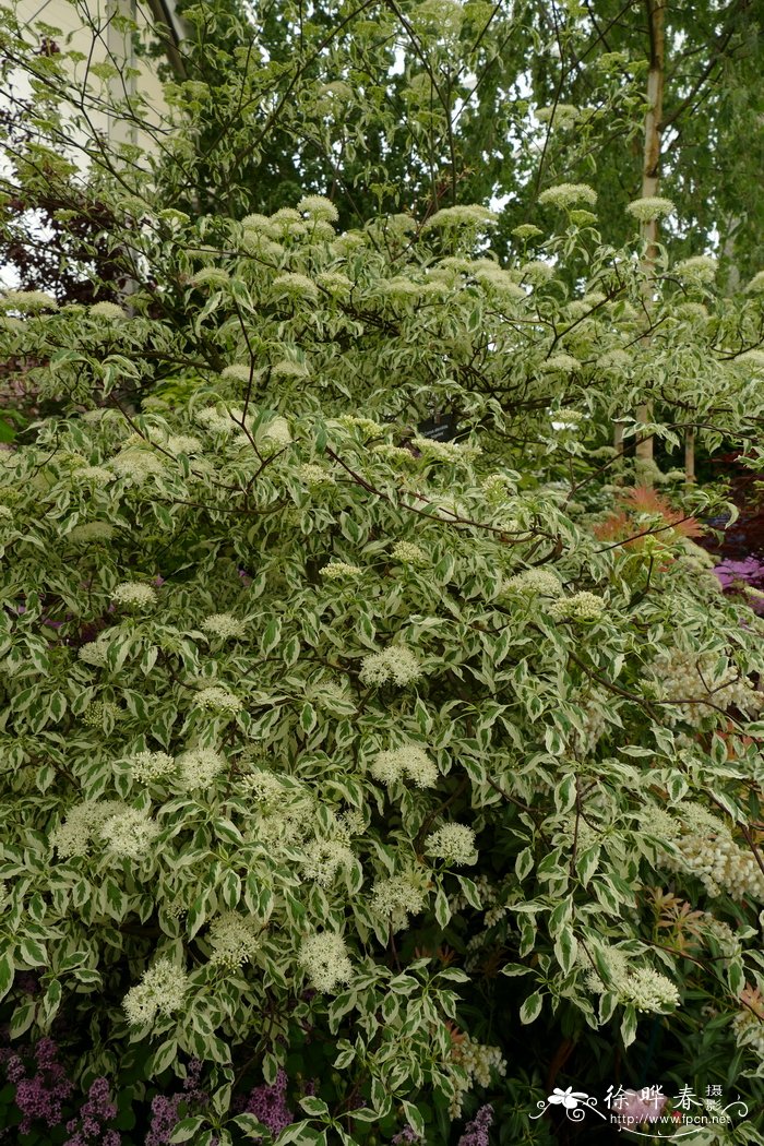 '银边'互叶梾木Cornus alternifolia 'Argentea'