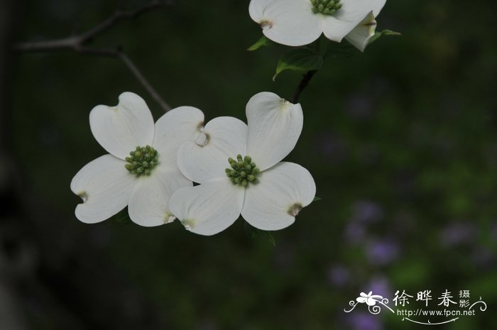 大花四照花Cornus florida