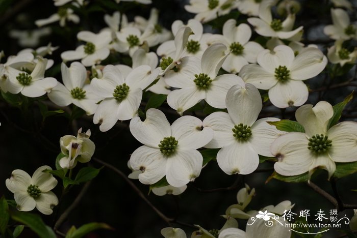 大花四照花Cornus florida