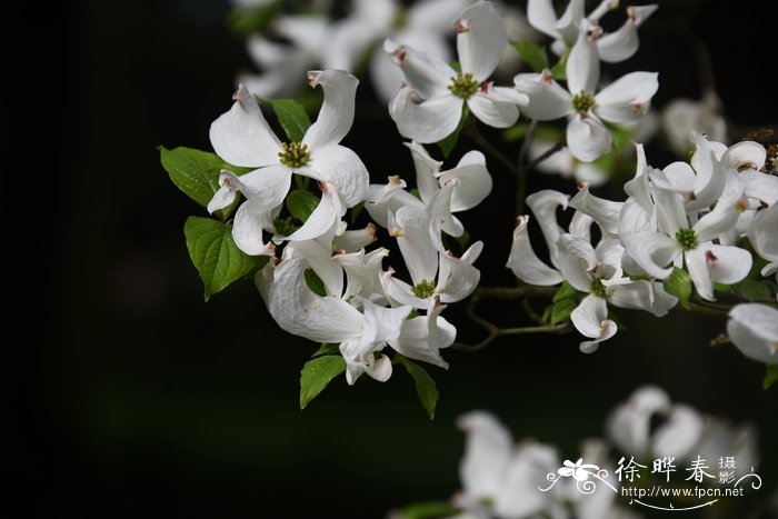 狗木cornusflorida