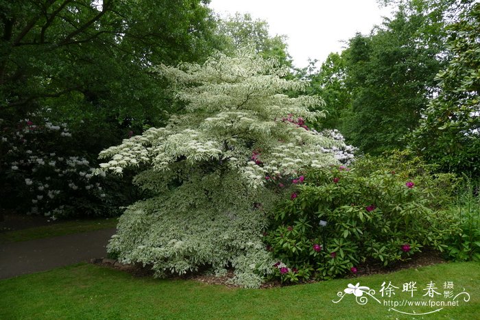 ‘花叶’灯台树 Cornus controversa ‘Varlegata’