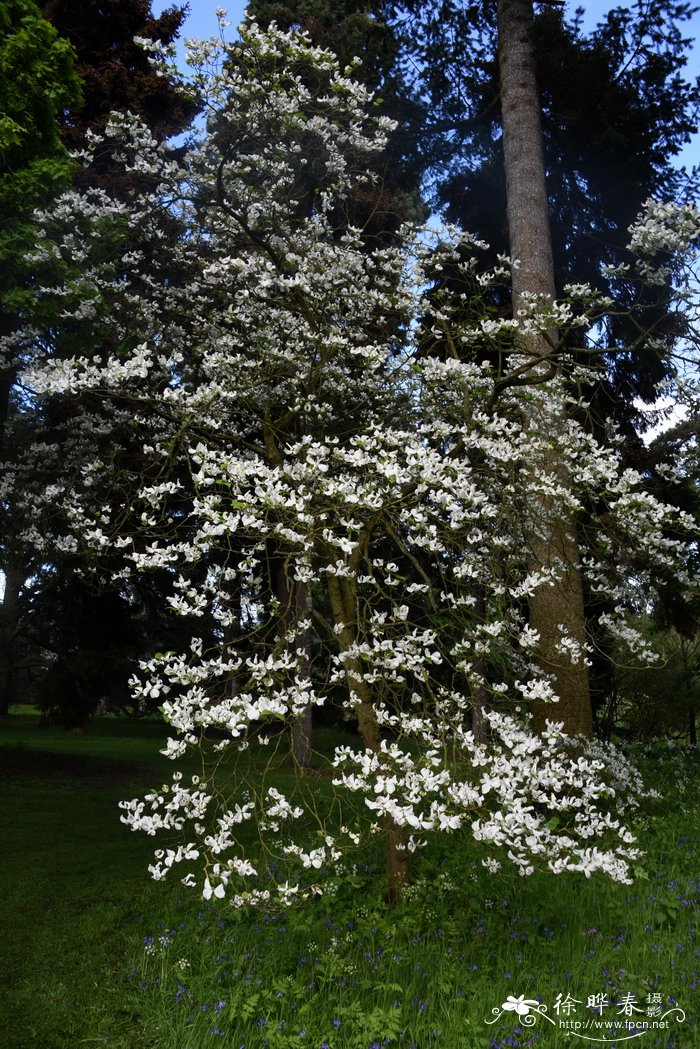 狗木Cornus florida