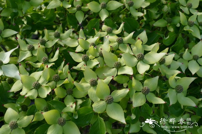 ‘约翰’日本四照花Cornus kousa  ‘John Slocock’