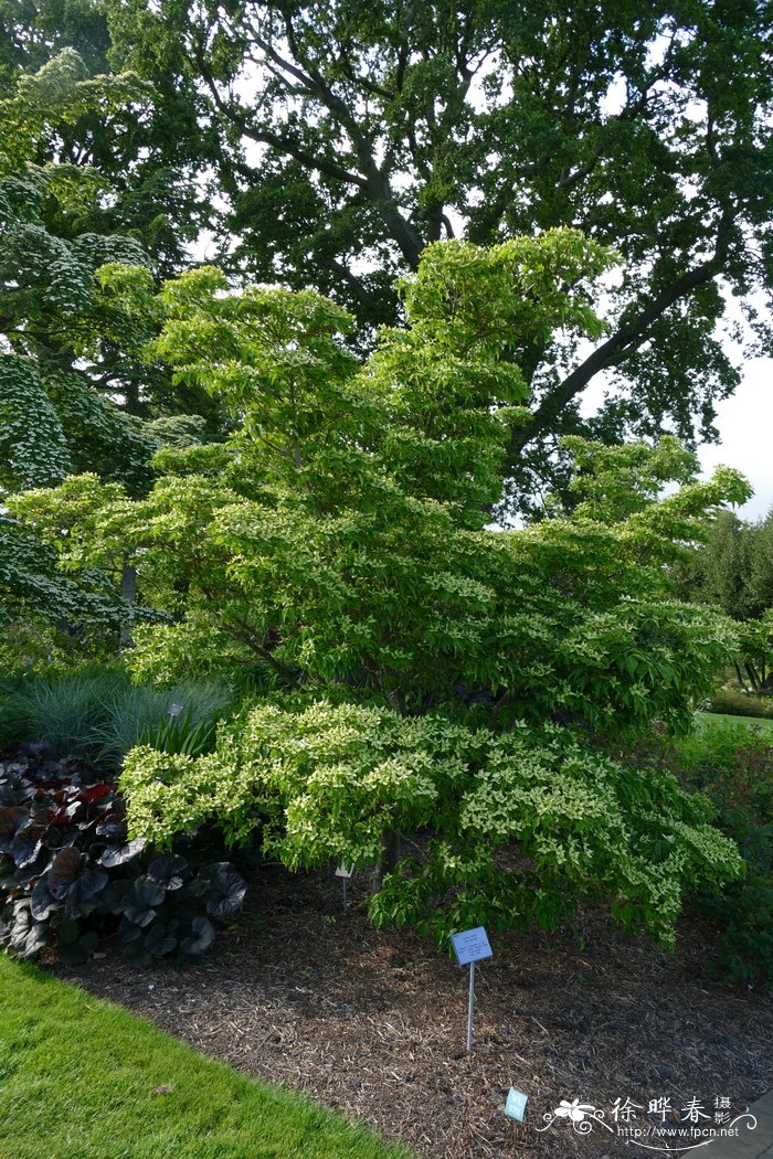 ‘约翰’日本四照花Cornus kousa  ‘John Slocock’