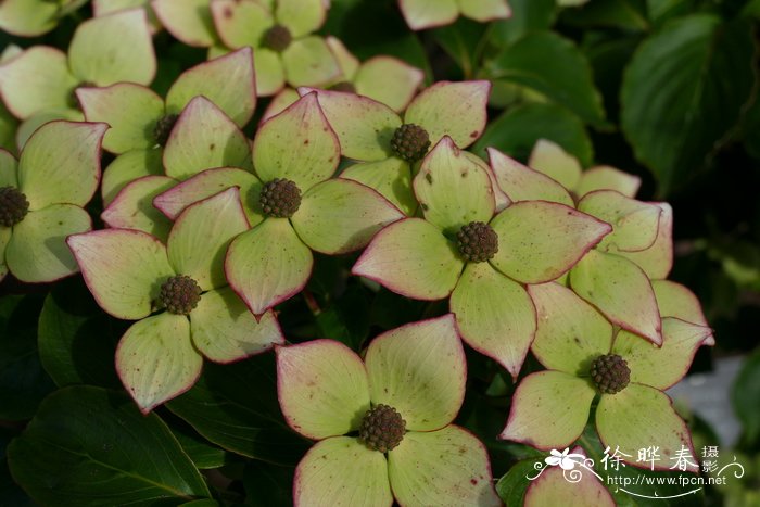 ‘欧洲之星’日本四照花Cornus kousa ‘Eurostar’