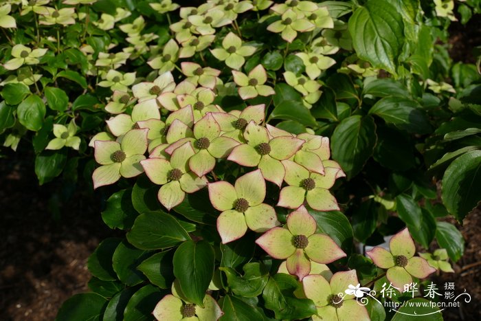 ‘欧洲之星’日本四照花Cornus kousa ‘Eurostar’