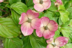  '里美'日本四照花Cornus kousa 'Satomi'