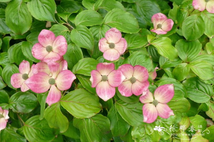  '里美'日本四照花Cornus kousa 'Satomi'