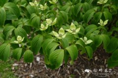 四照花Cornus kousa subsp. chinensis