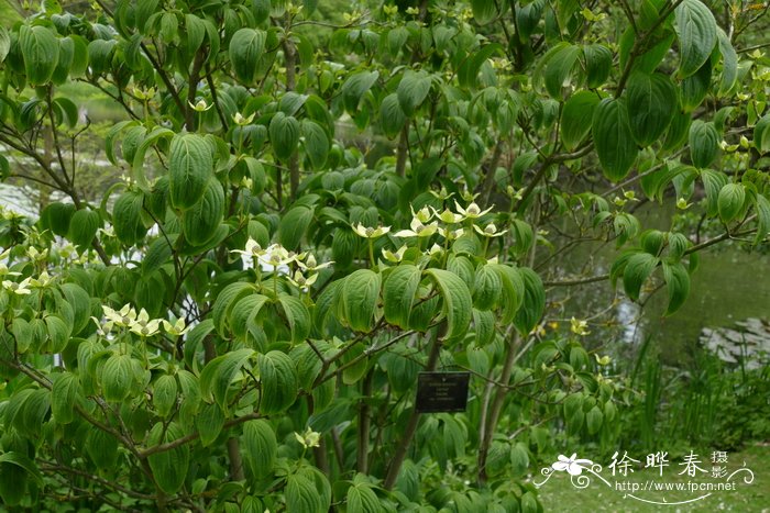 四照花Cornus kousa subsp. chinensis