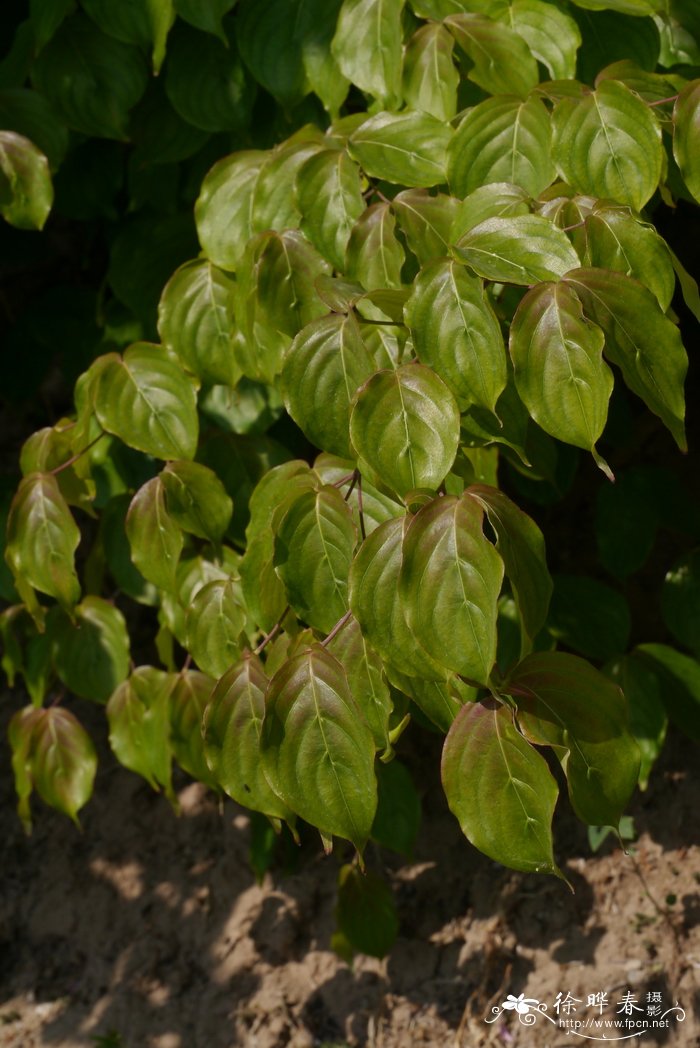 四照花Cornus kousa subsp. chinensis