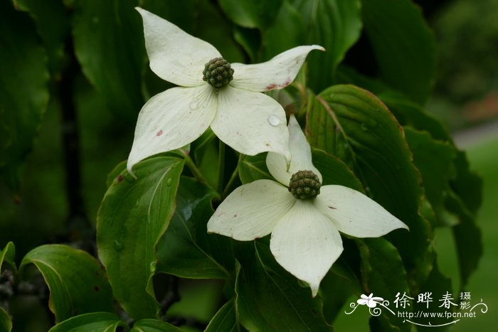 日本四照花 Cornus kousa