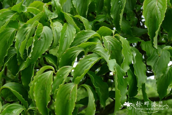 日本四照花 Cornus kousa