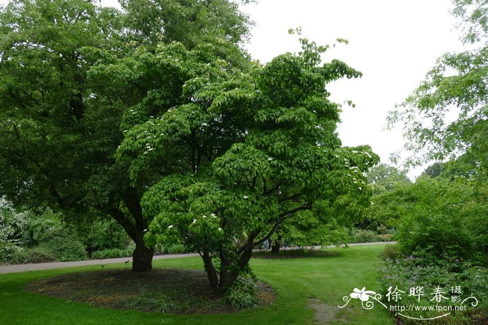 日本四照花 Cornus kousa