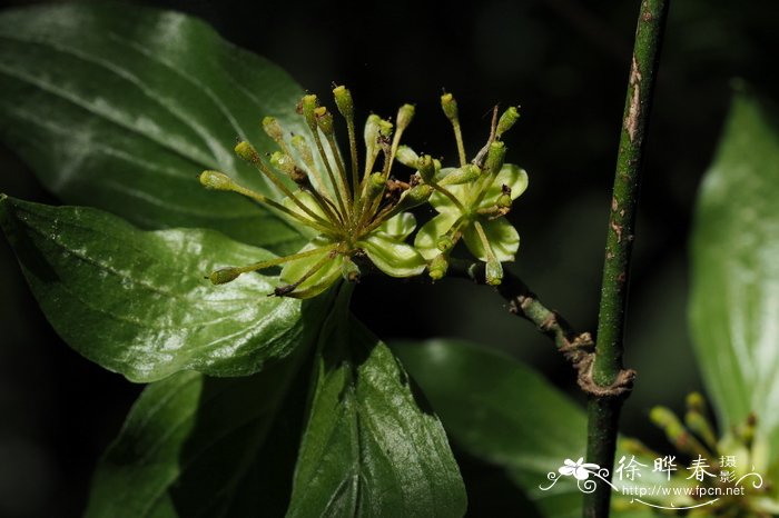 欧洲山茱萸Cornus mas