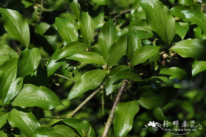 欧洲山茱萸Cornus mas