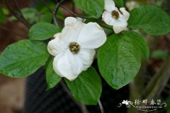 '阿斯科纳'太平洋四照花 Cornus nuttallii 'Ascona'