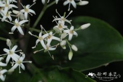 光皮梾木Cornus wilsoniana