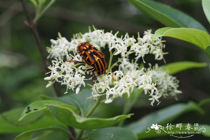 光皮梾木Cornus wilsoniana