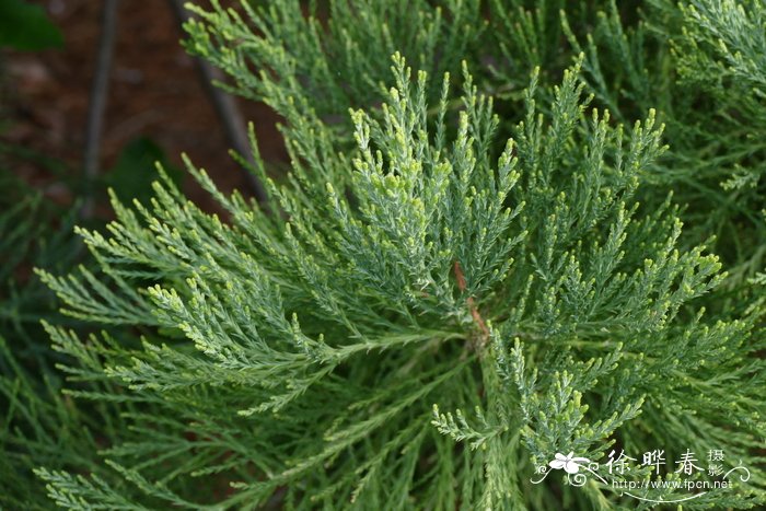 巨杉sequoiadendron giganteum_花卉图片网