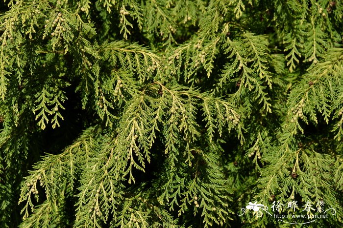 巨杉sequoiadendron giganteum_花卉图片网