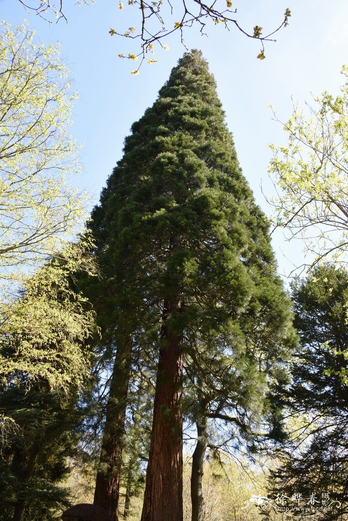 巨杉sequoiadendron giganteum_花卉图片网