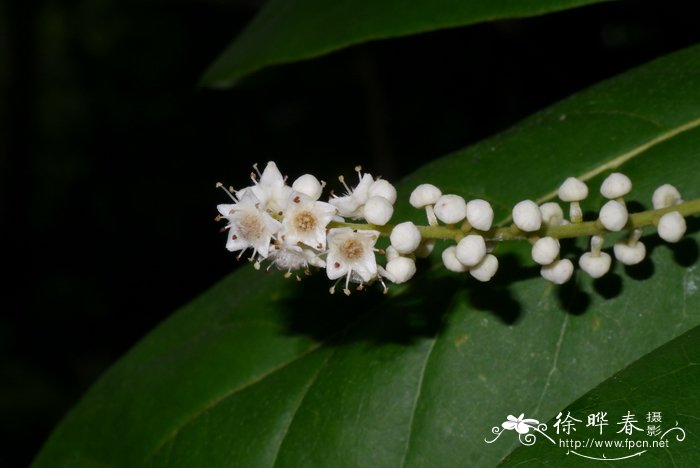 卵果榄仁Terminalia muelleri