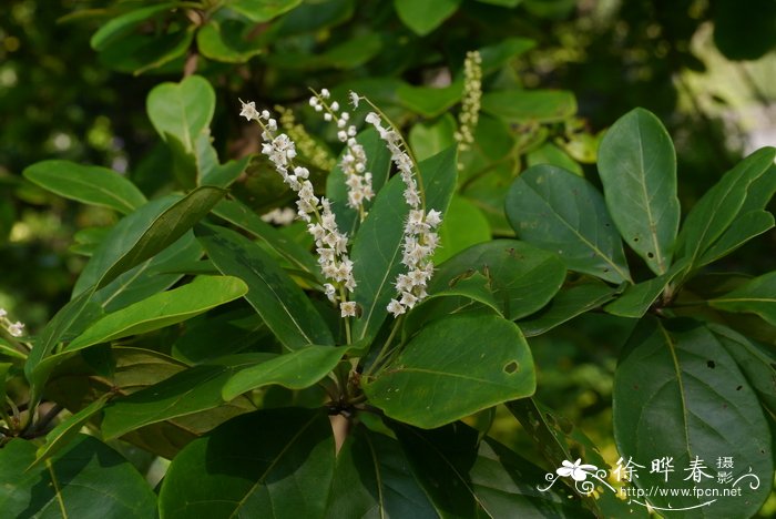 卵果榄仁Terminalia muelleri