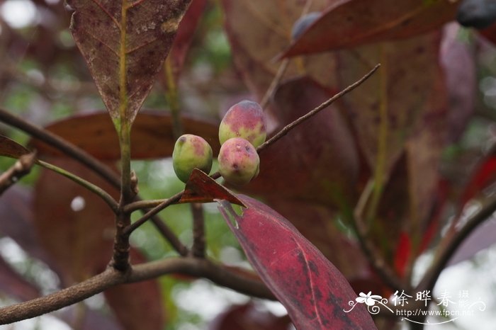 卵果榄仁Terminalia muelleri