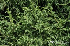 猴爪杉 Crytomeria japonica f, aroucarioides