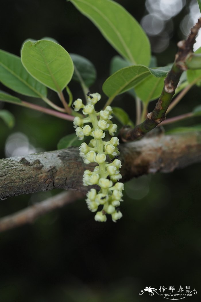 树商陆Phytolacca dioica