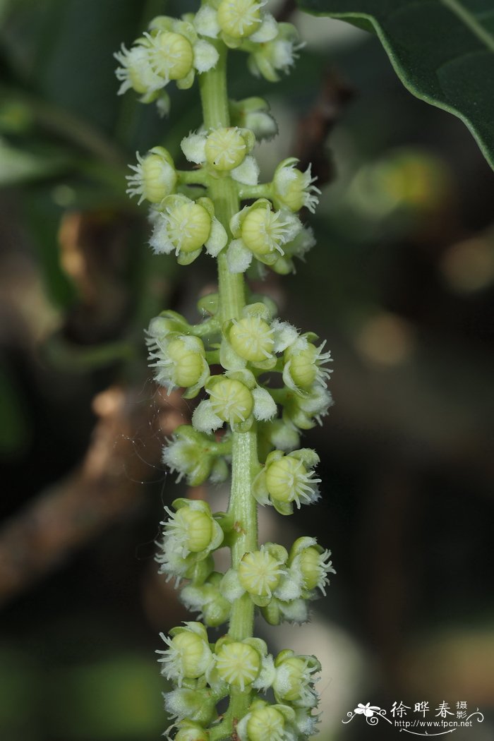 树商陆Phytolacca dioica