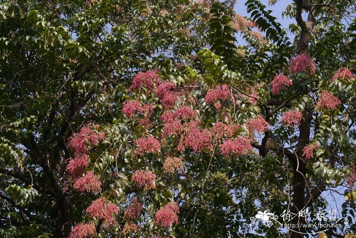 千果榄仁terminaliamyriocarpa