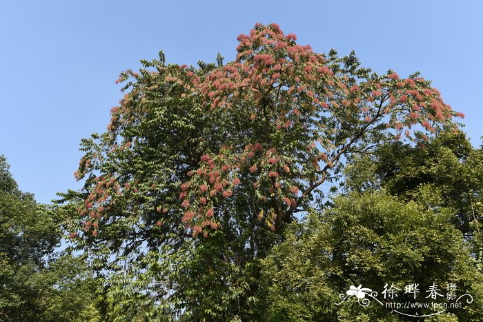 千果榄仁terminaliamyriocarpa