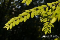 马拉胶Anogeissus leiocarpus