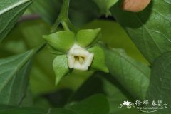 油柿Diospyros oleifera