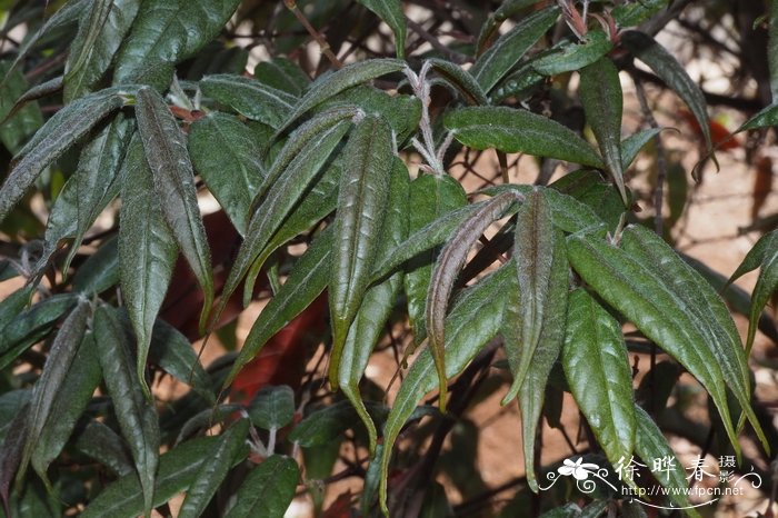 屏边毛柄槭Acer pubipetiolatum var. pingpienense