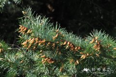 花旗松Pseudotsuga menziesii