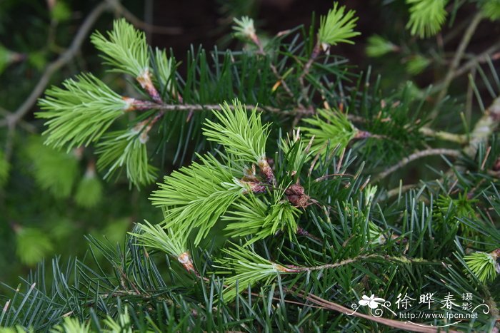 花旗松Pseudotsuga menziesii