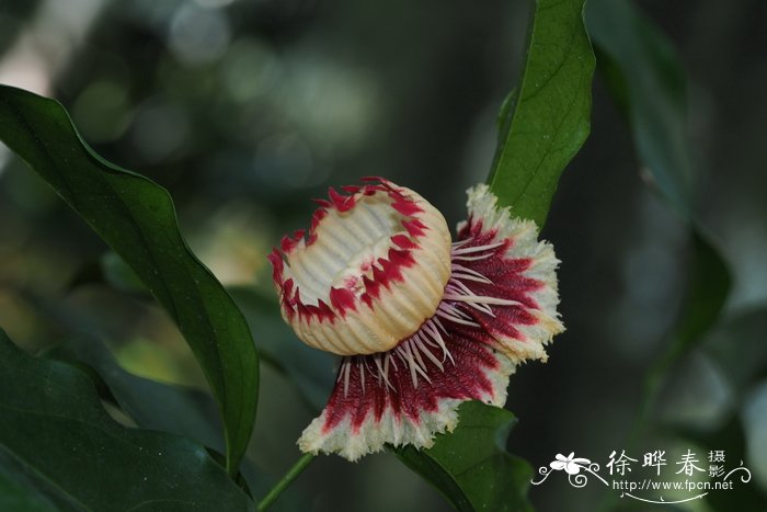 伏格勒围裙花Napoleonaea vogelii