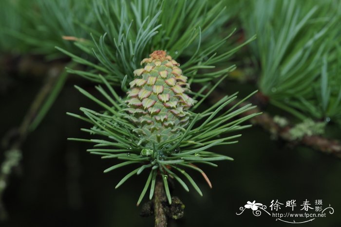 日本落叶松Larix kaempferi