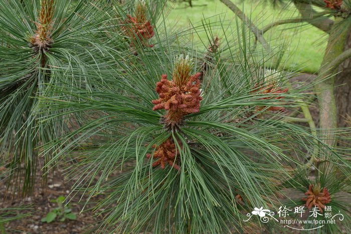 亚利桑那松Pinus arizonica