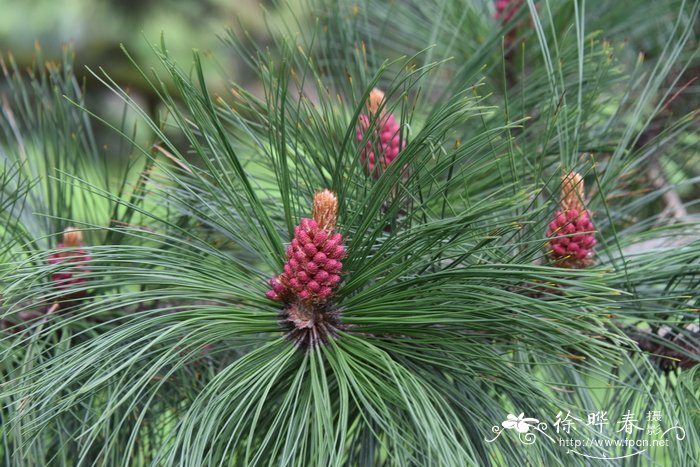 亚利桑那松Pinus arizonica