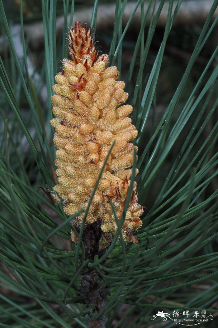 海岸松Pinus pinaster