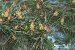 欧洲赤松Pinus sylvestris