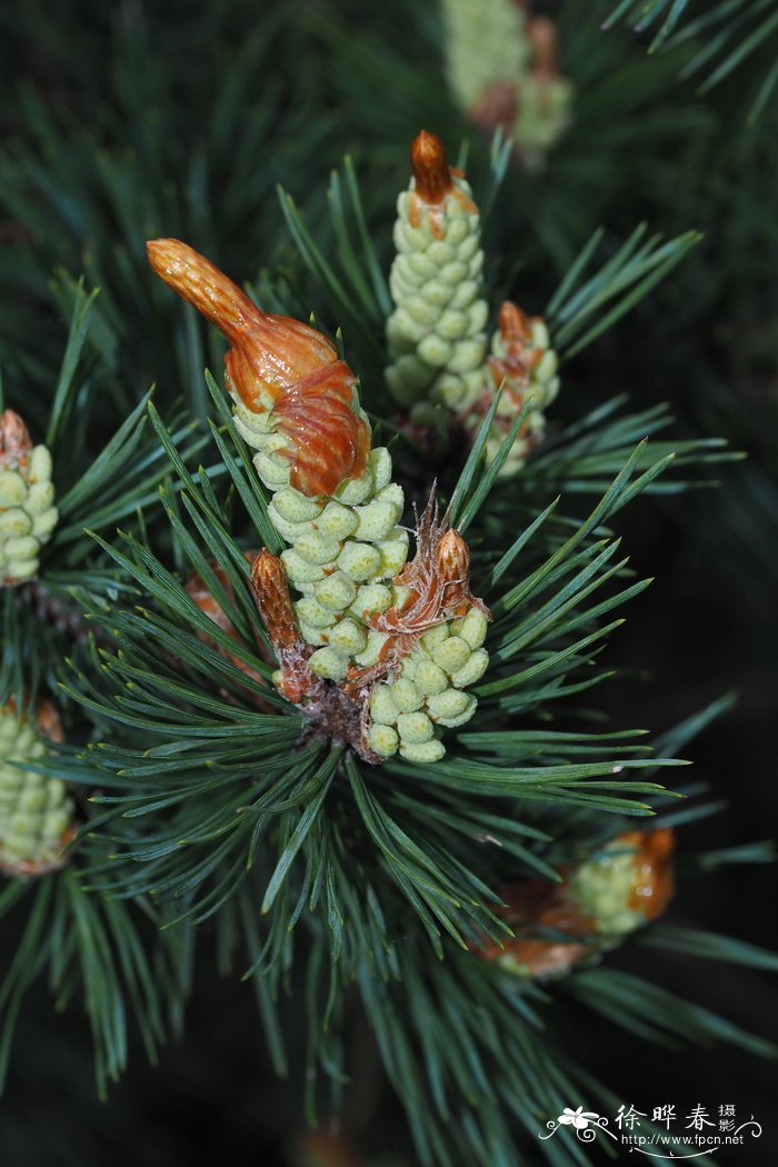 欧洲赤松Pinus sylvestris