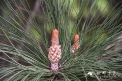 大果松Pinus coulteri