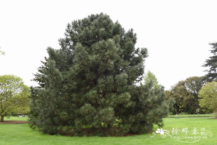 大果松Pinus coulteri